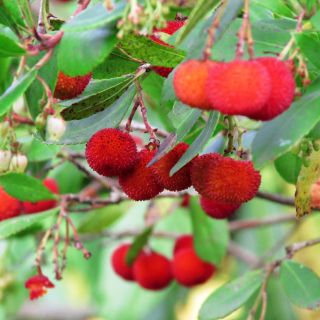 Arbousier & Arbutine